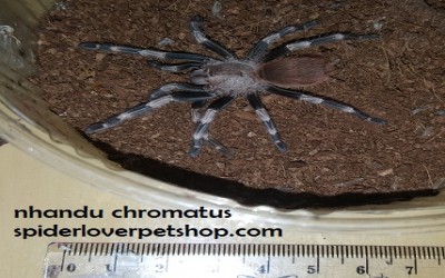 nhandu chromatus male tarantula